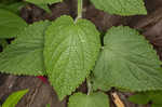 Heartleaf skullcap